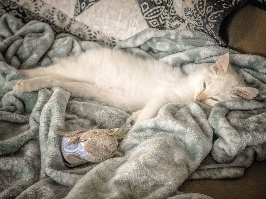 Type1 Diabetes Stuffed Animal